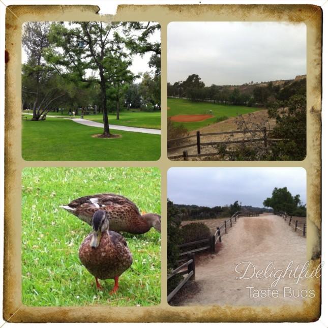 park, small trail and ducks