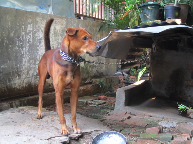 Strong dog. He will bark to any strangers. My parents said he's an alive trashcan. He eats our leftover food - veggies, meat, bones, rice, you name it! No dog food whatsoever for this fella!